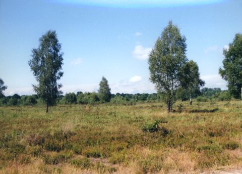 Geisterbusch:Der Geisterbusch ist eines der gr��ten Heidegebiete in der Wahner Heide au�erhalb des Flughafengel�ndes..